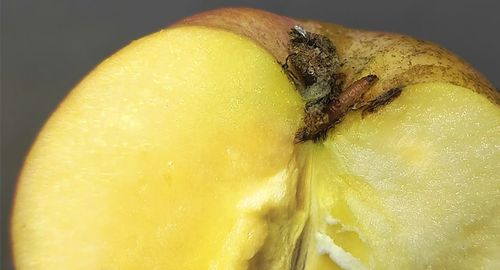 Фото: пресс-служба пресс-служба ФГБУ «ЦОК АПК»